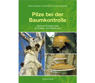 Pilze bei der Baumkontrolle